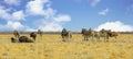 Zebra and Wildebeest on the open African plains with a nice clodscape Royalty Free Stock Photo