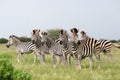 Herd Burchell's zebras