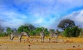 Four Burchell zebra standing on the dry parched grass in Hwange National Park,