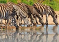 Herd of Burchells zebra & x28;Equus quagga& x29; drinking from a waterhole in Hwange national park, Zimbabwe