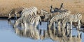 Herd of Bushnell Zebras in Etosha National Park, Namibia Royalty Free Stock Photo