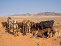 Herd of calfs standing and laying in front of mountains and sand, Damaraland, Namibia, Southern Africa Royalty Free Stock Photo