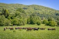 Hucul horses in Bieszczady Mountains Royalty Free Stock Photo