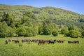 Hucul horses in Bieszczady Mountains