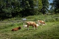 A herd of calves in a grazing field in Pieniny mountains, Poland.