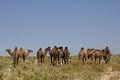 Herd of camel in Turkestan, Kazakhstan. Royalty Free Stock Photo