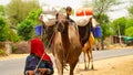 Herd of camels being moved along the state highway near Jaipur. Summer season and dry weather in India Royalty Free Stock Photo