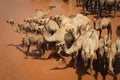 A herd of camels cools in the river on a hot summer day. Kenya, Ethiopia.