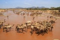 A herd of camels cools in the river on a hot summer day. Kenya, Ethiopia.