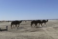 Herd of camels crossing the highway near  Rissani Royalty Free Stock Photo