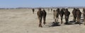 Herd of camels crossing the highway near  Rissani Royalty Free Stock Photo