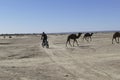 Herd of camels crossing the highway near  Rissani Royalty Free Stock Photo