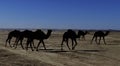 Herd of camels crossing the highway near  Rissani Royalty Free Stock Photo