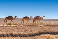 Herd of camels in the desert Royalty Free Stock Photo