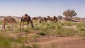 Herd of camels in El Gouera, at the gates of the Sahara. Morocco. Concept of wildlife Royalty Free Stock Photo