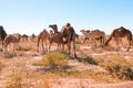 Herd of camels in El Gouera, at the gates of the Sahara. Morocco. Concept of wildlife Royalty Free Stock Photo