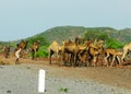 Herd of camels and herder, Ethiopia