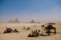 a group of Camels at the Pyramids of Giza