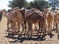 Herd of camels Royalty Free Stock Photo
