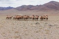 Herd of camels in steppe with mountains in the background. Altai, Mongolia Royalty Free Stock Photo