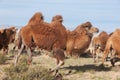 Herd of camels Royalty Free Stock Photo