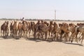 Herd of camels in Sudan