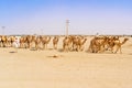 Herd of camels in Sudan