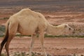 A herd of camels wandering through the deserts of eastern Jordan during the desert flowering. Camels looking for food on dry hard