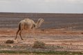 A herd of camels wandering through the deserts of eastern Jordan during the desert flowering. Camels looking for food on dry hard