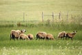 Herd of Cameroon Brown Sheep with White Head Royalty Free Stock Photo