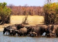 Large herd of African Cape Buffalo wading and drinking from a waterhole in Hwange National Park Royalty Free Stock Photo