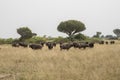 Herd of cape buffalo Queen Elizabeth National Park, Uganda