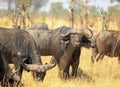 Herd of Cape Buffalo Syncerus caffer on the parched African plains. Hwange Royalty Free Stock Photo