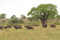 Herd of Cape buffalo in Tanzania