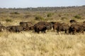 Herd of Cape Buffalos Royalty Free Stock Photo