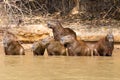 Herd of Capybara from Pantanal, Brazil