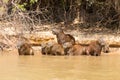 Herd of Capybara from Pantanal, Brazil