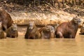 Herd of Capybara from Pantanal, Brazil