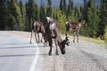 A herd of caribou licking salt off a highway