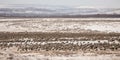 A herd of caribou migrating through a snowy landscape, concept of Ecosystem dynamics, created with Generative AI