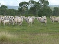 Herd of cattle, in Australian