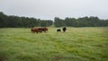 Herd of cattle in a beautiful pasture Royalty Free Stock Photo