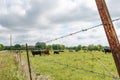Herd of cattle behind barbed wire fence Royalty Free Stock Photo