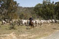 A herd of cattle being moved along a road.