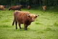 Herd of cattle breed Highland originaly from Scotland on the pasture land. Royalty Free Stock Photo