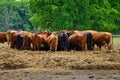 Herd of cattle at feeding station