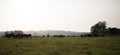 A herd of cattle graze in a wide shot in the morning haze Royalty Free Stock Photo