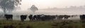 a herd of cattle grazes on a foggy morning in the farm fields