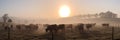 a herd of cattle grazes on a foggy morning in the farm fields