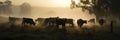 a herd of cattle grazes on a foggy morning in the farm fields